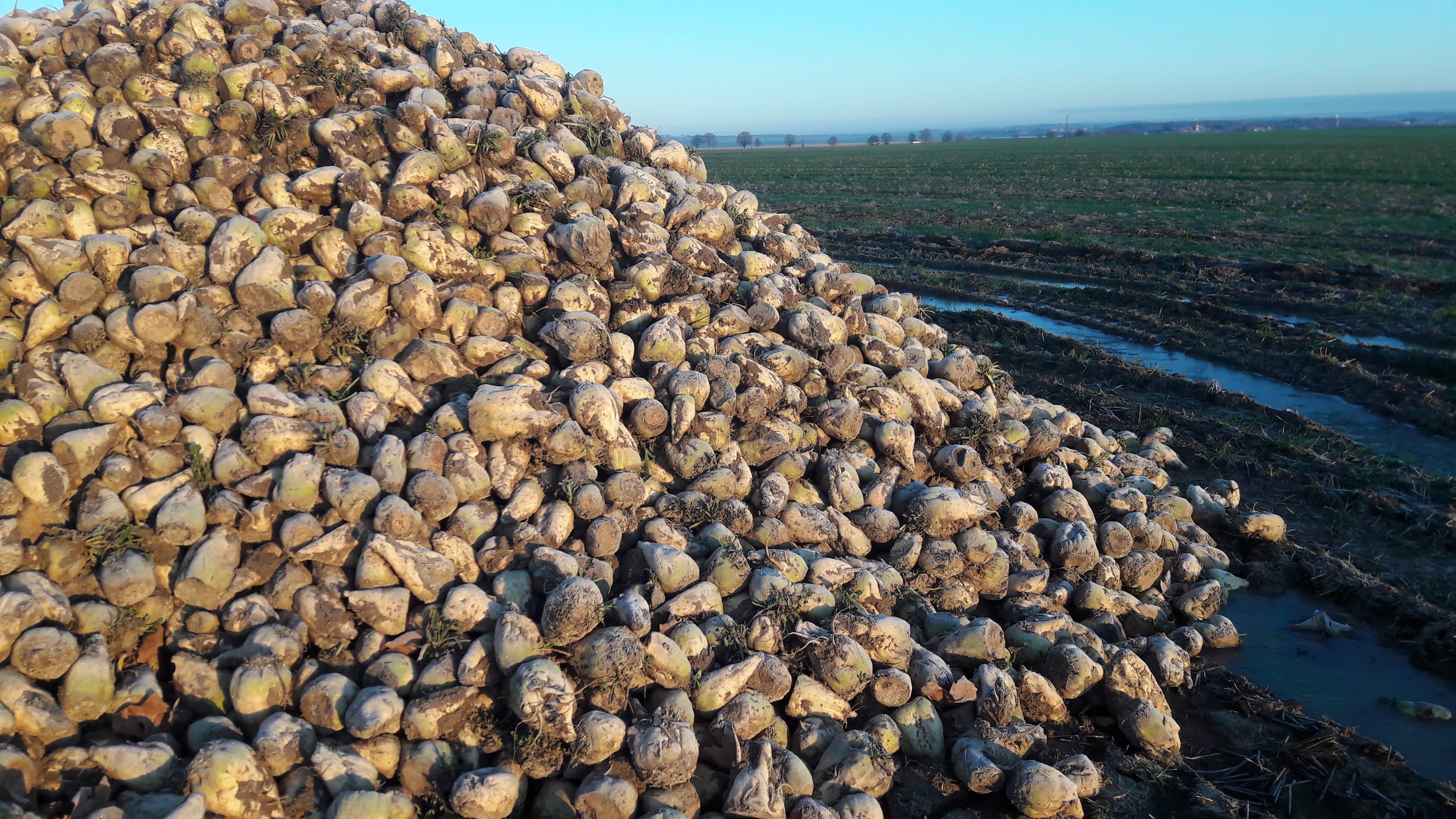 Le matériel de récolte en betterave sucrière : impact sur le tassement du sol et les coûts de production