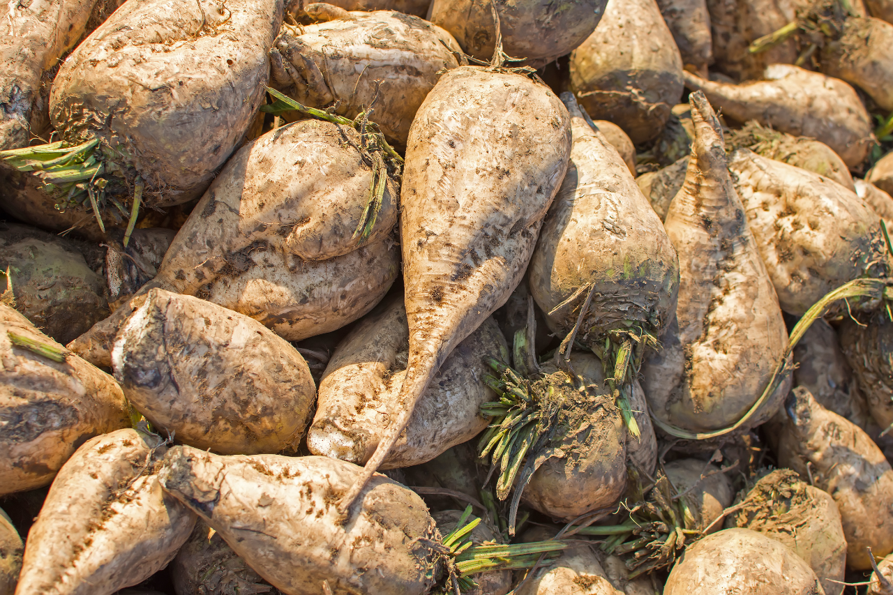 LE COUT DE PRODUCTION BETTERAVIER FRANCAIS 2023