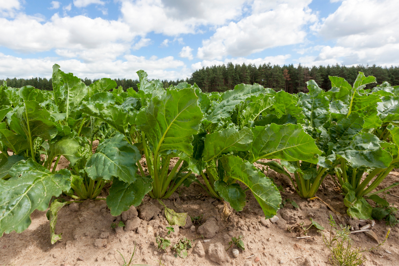 Substances Actives et Produits Phytopharmaceutiques - Procédures d'autorisation