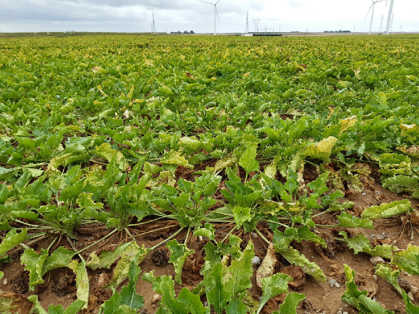 Plan de compétitivité et d’adaptation des exploitations agricoles