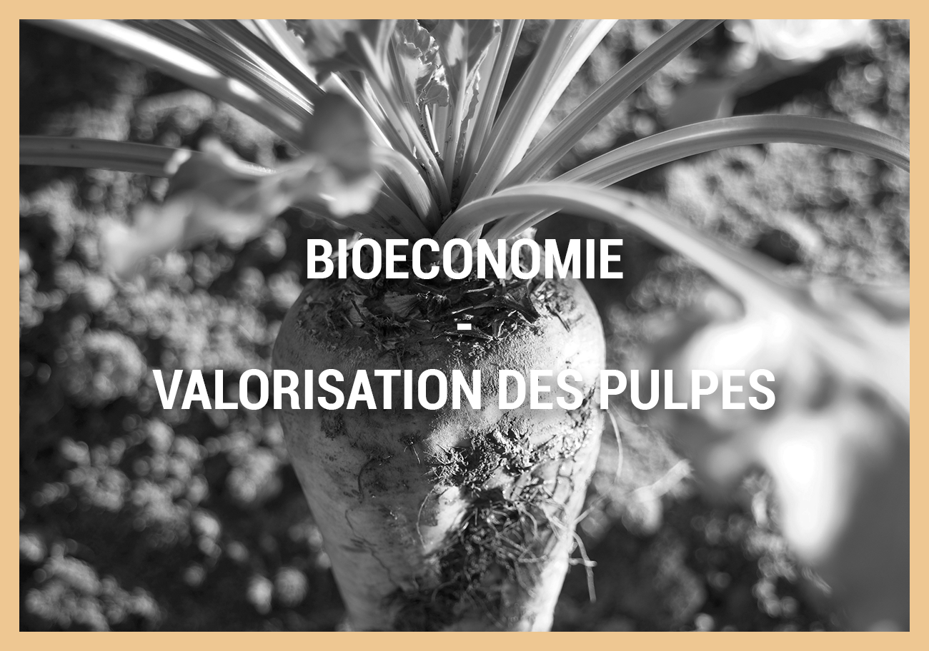 BIOECONOMIE – VALORISATION DES PULPES