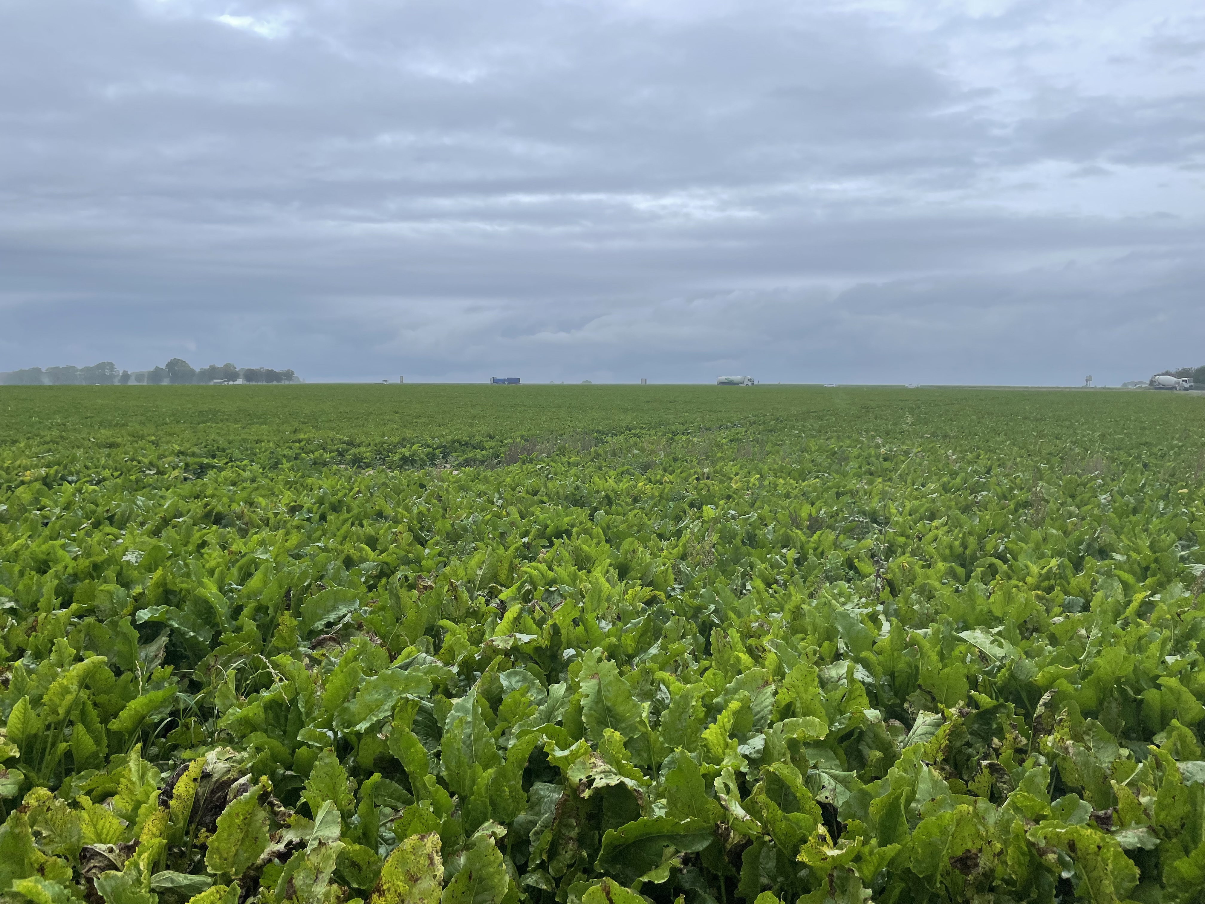 Le sucre biologique en Union européenne - Données 2022