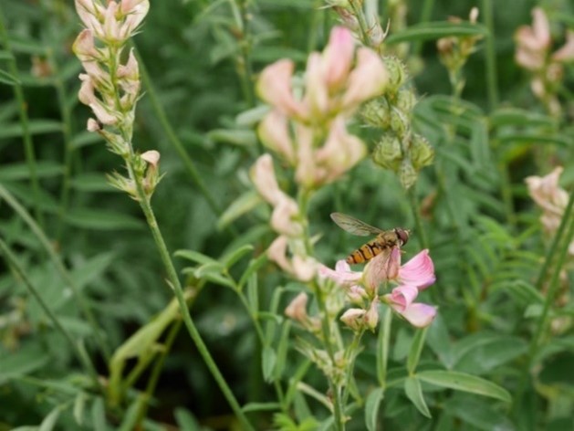 Une filière émergente autour d’une légumineuse très prometteuse : le Sainfoin