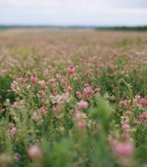 sainfoin