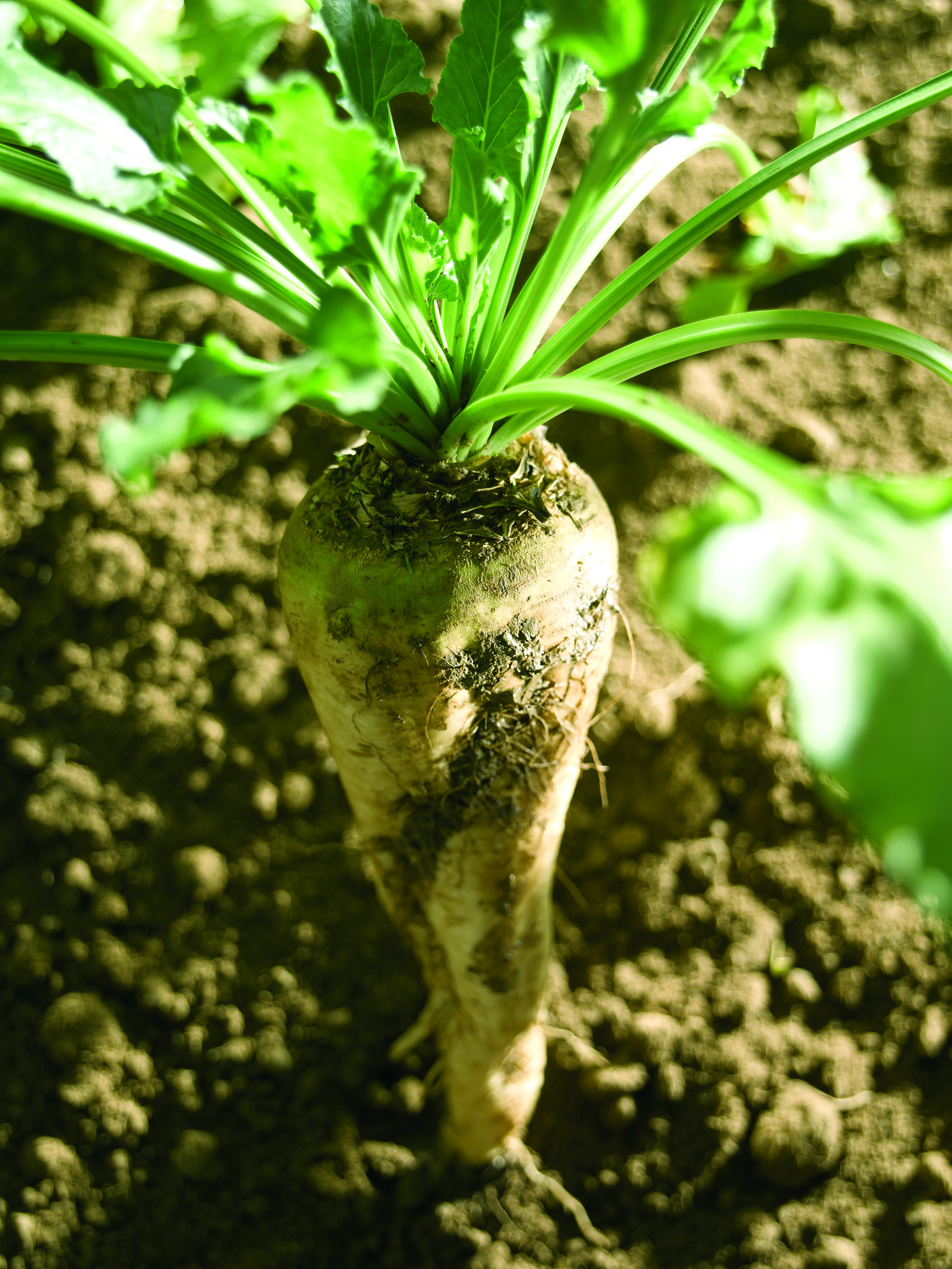 Future perspective of sugar beets in France