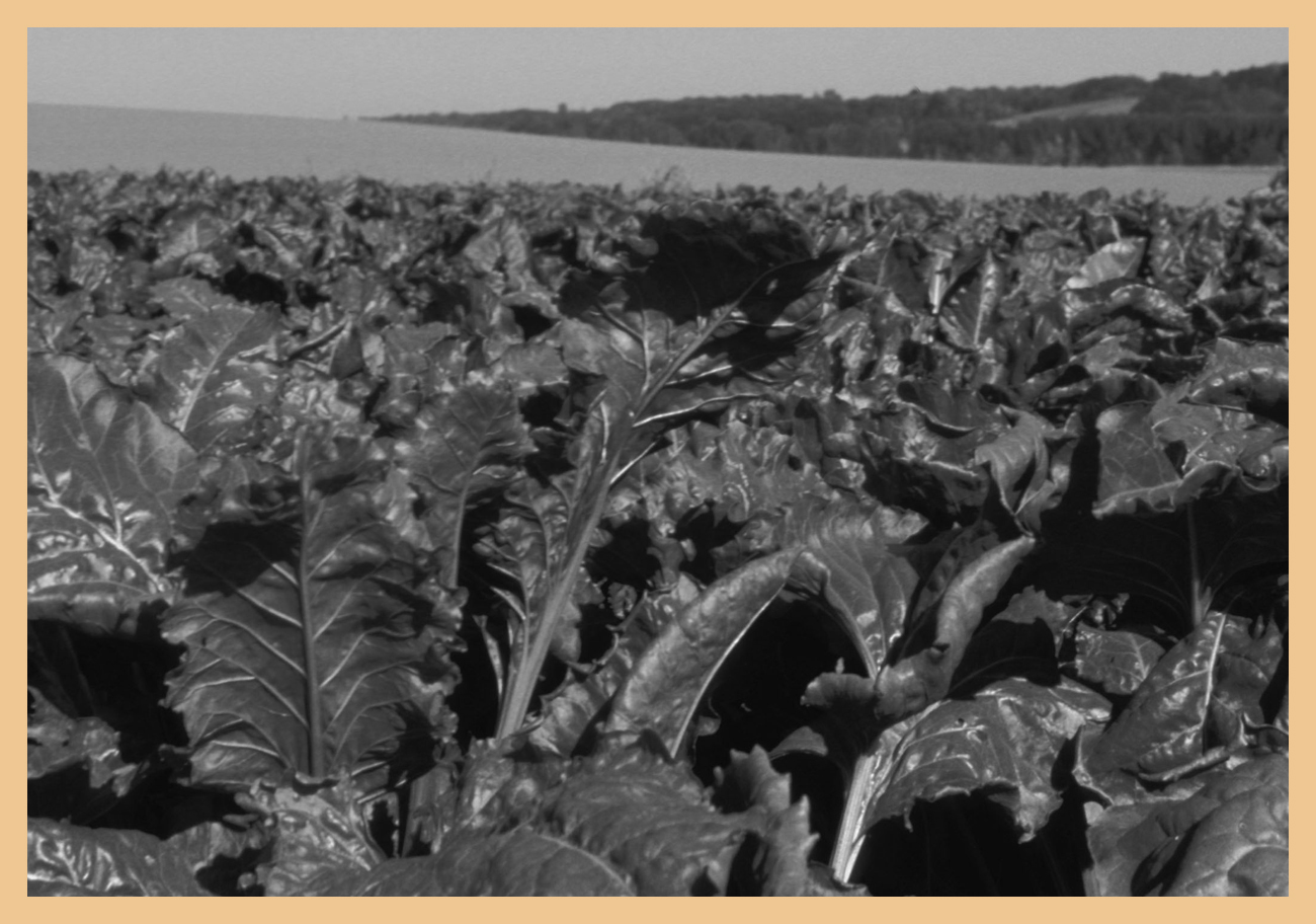 Etude sur les impacts du changement climatique sur les agricultures européennes à l’horizon 2050