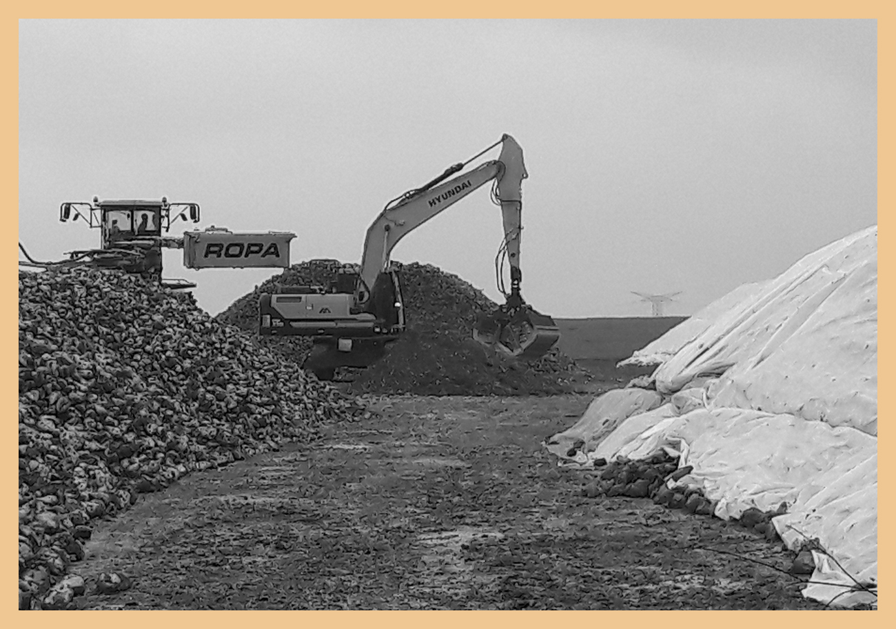 Influence d'un bâchage de silo immédiatement après la récolte   sur la tare terre et sur la conservation (évolution du poids de sucre) - campagne 2018-2019