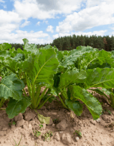 Substances Actives et Produits hytopharmaceutiques - Procédures d'autorisation