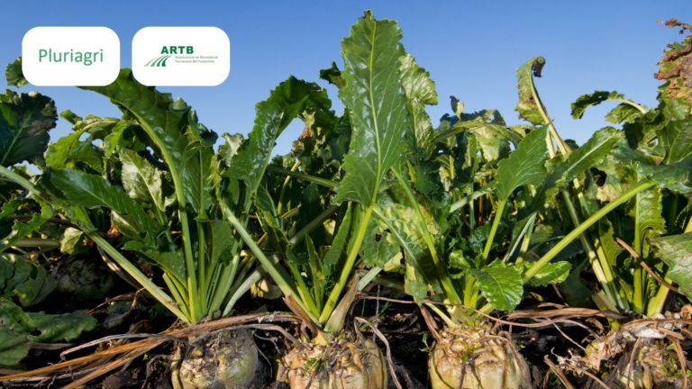 Santé économique des exploitations betteravières française